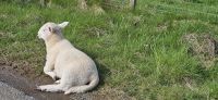 PICTURES/Scotland  Critters/t_Lamb (4).jpg